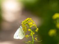 Kohlweißling an gelber Blütenrispe